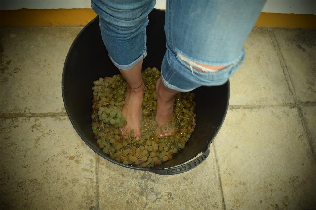 When the mosto become wine... 5 - Marta Catas
